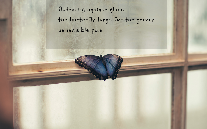 a blue butterfly rests on a window pain